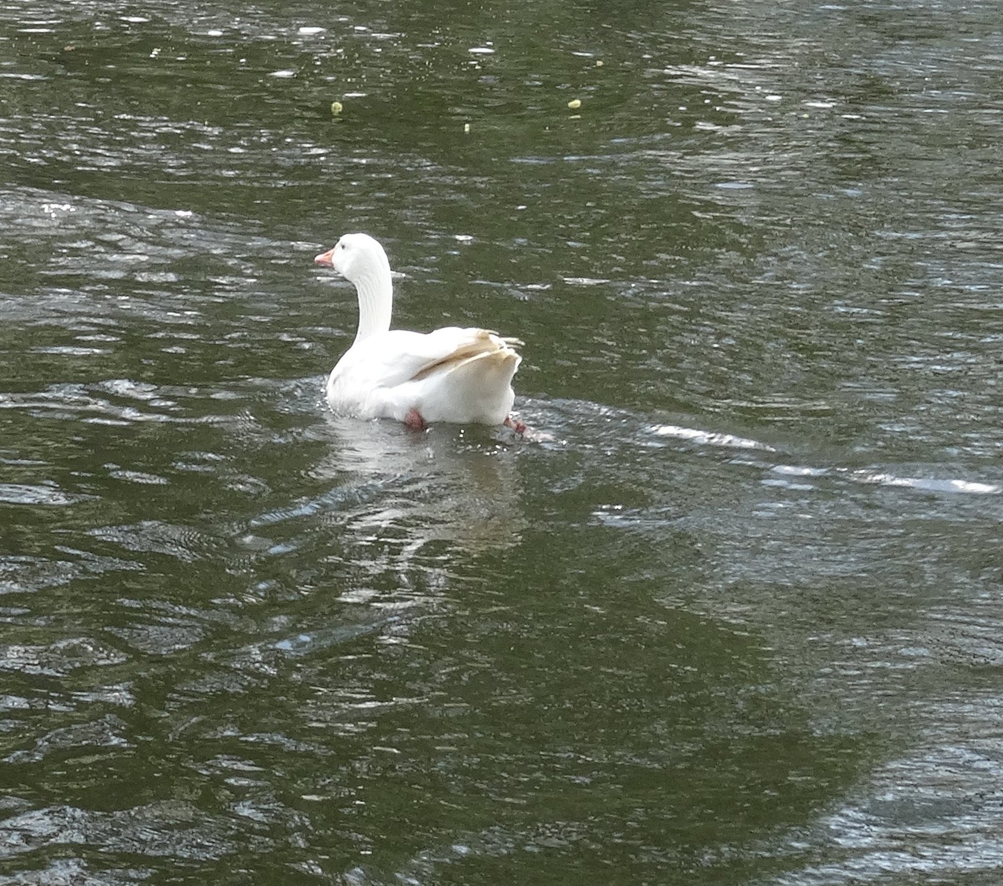 Zoom /zurueck = Klick ins Bild