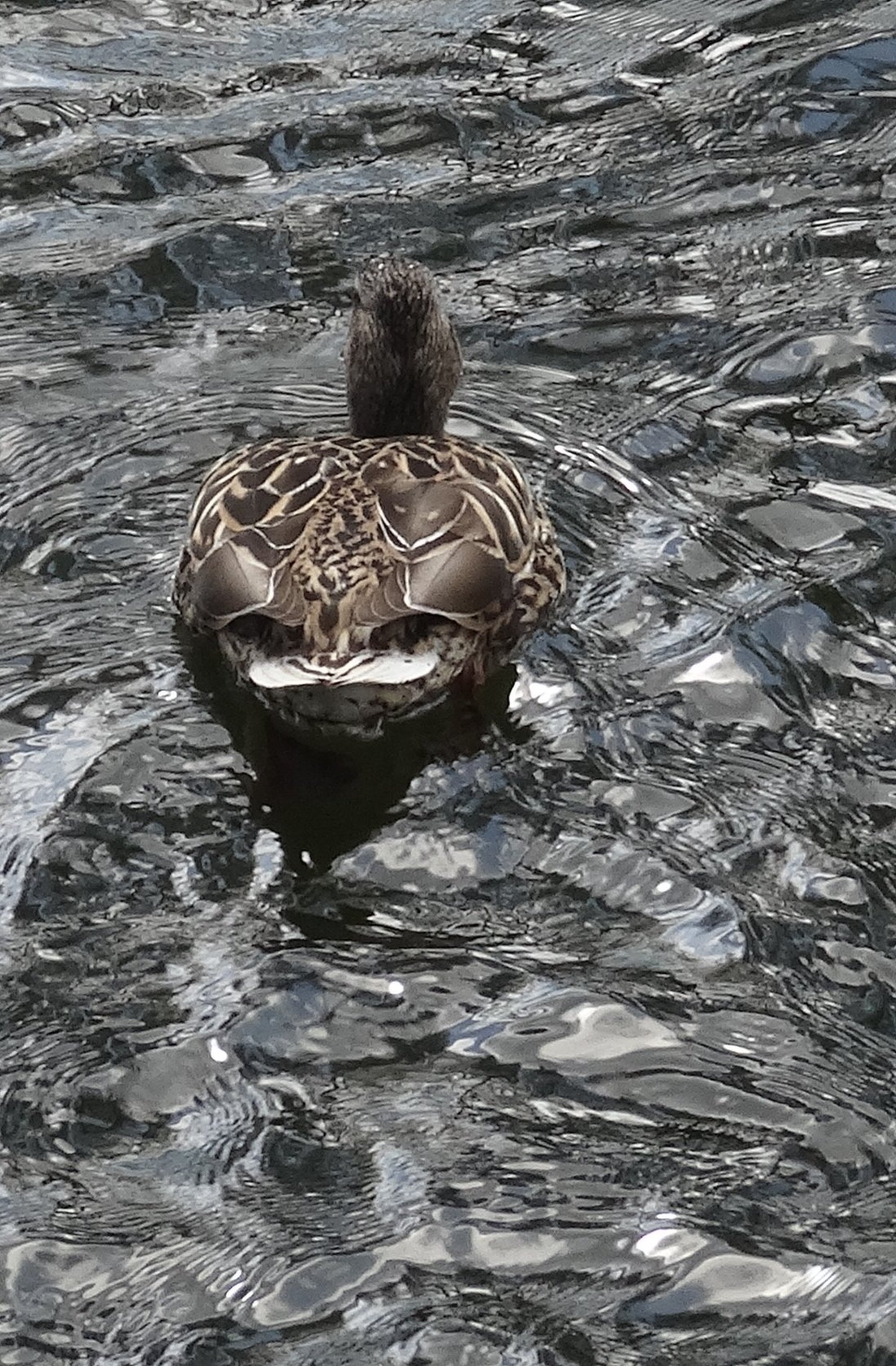 Zoom /zurueck = Klick ins Bild